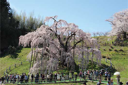 三春町