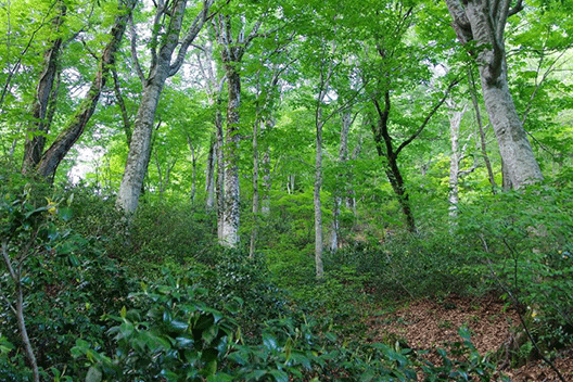 只見町